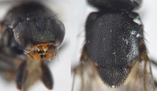 Réf. 273 731 : Polyodaspis sp.